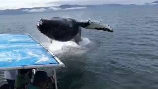 Humpback Soaks Alaska Whale Watchers During Close Encounter [upl. by Akimed617]