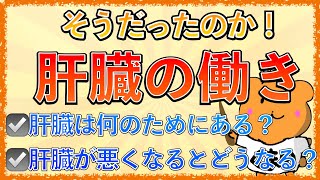 イラストで学ぶ医学！「肝臓の働きとは？」肝臓の機能や肝硬変の症状の仕組みを解説！ [upl. by Bambie841]