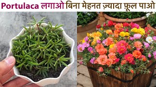 Portulaca लगाओ बिना मेहनत ज़्यादा फ़ूल पाओ  Moss Rose9o Clock From Seeds [upl. by Ava921]