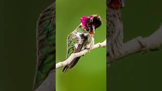 Stunning Hummingbird grooming [upl. by Marissa]