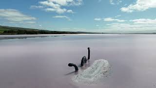 The Pink Lake Lochiel South Australia [upl. by Marilla]