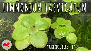 Limnobium laevigatum 🌿  Plante flottante [upl. by Midge]