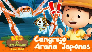 🦀 ¿Es este el CANGREJO MÁS GRANDE DEL MUNDO 🦀  NUEVO  Leo El Explorador  Animación Niños [upl. by Jory440]