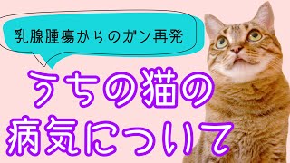 うちの猫の病気について【乳腺腫瘍からのガン再発】 [upl. by Ahseya]