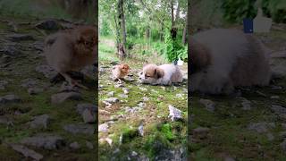 🐶🐥 Adorable Baby Dog amp Baby Hen Friendship 💖 Heartwarming Moments shorts fyp shortsfeed nature [upl. by Assiar79]