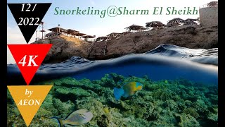 Sharm el Sheikh Snorkeling in 4K2022  Amphoras Blu Beach 46 min Full Experience [upl. by Eceer]