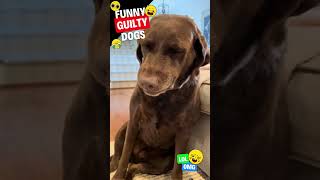 Guilty Dogs Compilation  Try not to laugh shorts [upl. by Atikir]