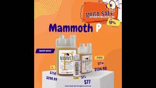 Mega Sale on Mammoth P available in all sizes at Hydroponics guru Wangara [upl. by Bullivant]