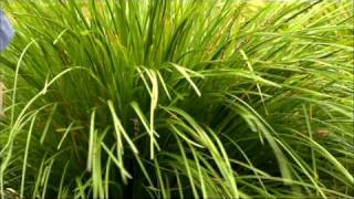 Lomandra and Dianella In Rock Gardens  Plants That Survive The Heat  On The Garden Gurus [upl. by Threlkeld]