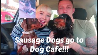 Sausage dogs go to Dog Cafe in London [upl. by Assila]