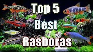 The Top 5 Best Rasboras in The WORLD [upl. by Assyl]