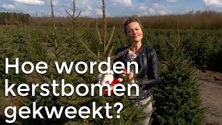 Doen Ze Dat Zo Hoe worden kerstbomen gekweekt  Het Klokhuis [upl. by Krystle]