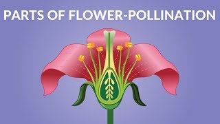 Parts of Flower  Pollination Video  Video for Kids [upl. by Asilram]