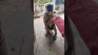 Feeding the Leaf Monkey Langoor monkey animals youtubeshorts [upl. by Helbona201]