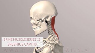 Splenius Capitis Spine Series 15 Neck Muscles 3D Animation [upl. by Eednak]