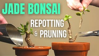 Jade plant Bonsai repotting and pruning [upl. by Gav]