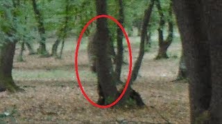 HoiaBaciu  The Worlds Most Haunted Forest Documentary [upl. by Aiel]