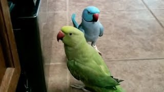 Parrots give each other kisses admire their reflections [upl. by Alena]