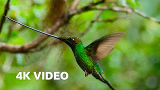 The Worlds Longest Beak  4K UHD  Planet Earth II  BBC Earth [upl. by Larimor]