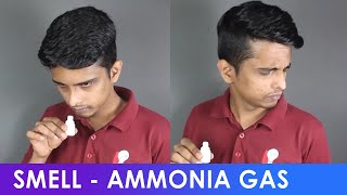 Reaction  Ammonia Gas  ThinkTac  DIY Science [upl. by Fortunia]