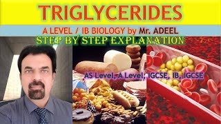 Triglycerides A Level Biology  IB Biology [upl. by Lsil]