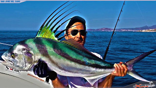 Fishing for Roosterfish Cabo [upl. by Nyrmak]