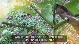 Why we should prune the branches of gmelina tree regularly  Off grid living  StarSchedarTV [upl. by Gwenore27]