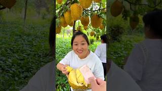 Harvesting the King of Fruits  Picking Fresh Durian  Worlds Smelliest Fruit shorts ytshorts [upl. by Yecaw]