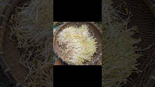 Harvest bean sprouts and eggs lynguyetnhi villagelife [upl. by Harriet]