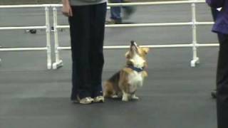 Lance the Corgis 1st Q in Open Obedience [upl. by Neih]