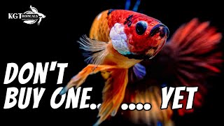 Dont Buy A Betta Fish YET Watch This First [upl. by Ralyat]