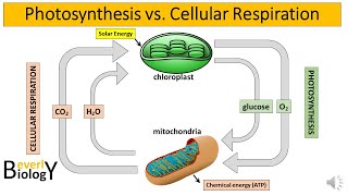 Photosynthesis vs Cellular Respiration [upl. by Silverman924]