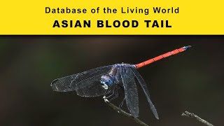 Asian Blood Tail  Database of the Living World  DBLW [upl. by Maryann]