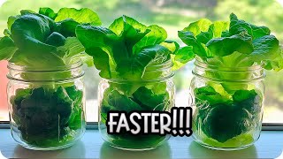 Grow Lettuce at Home WITHOUT Seeds in Just Days – Incredible Results  Toni’s Veggie Garden [upl. by Arny867]