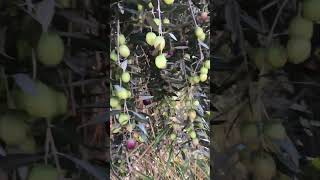 Zeytinler yağ için hazırlanıyor zeytin turkeyfarming tarım [upl. by Oisacin]