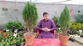 Thuja Plant Par Meri First Video  How to Care and Propagate This Plant [upl. by Llehsar]