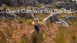 Giant Carnivorous Roridula and other carnivorous plants [upl. by Naoma126]