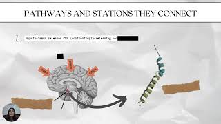 The HypothalamicPituitaryAdrenal Axis  Molecular Electrophysiology II [upl. by Sinoda]