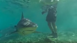 Swimming with Bull Sharks  CAUTION  Smart Sharks  BBC Earth [upl. by Patsis]