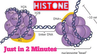 histone protein in 2 min Histone octamer [upl. by Nedry513]