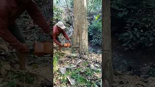 Cutting down teak trees on the riverbankwoodwoodworking [upl. by Yelnoc]