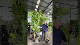 Always Wanted a Tropical Garden Bangalow Palms on SALE Now [upl. by Enoob]