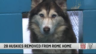 28 Husky Pups Removed from Rome Home [upl. by Etaner]