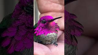 STUNNING RECOVERY AFTER HUMMINGBIRD HITS WINDOW 😌hummingbird rescue bird nature wildlife [upl. by Ycnaf]