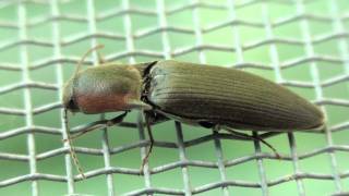 Click Beetle Elateridae Agriotes fucosus Closeup [upl. by Marlen]