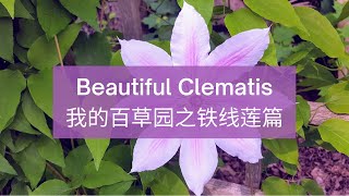 Beautiful Clematis  我的百草园之铁线莲篇 [upl. by Anerdna]