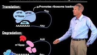 Regulation of mRNA degradation  Roy Parker BoulderHHMI [upl. by Barnie]