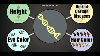 Biology with subtitle through AMOEBA SISTERS  DNA Chromosomes Genes and Traits [upl. by Burget]