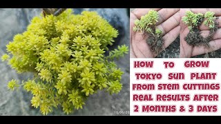 how to grow tokyo sun plant from stem cuttings  How to propagate sedum japonicum plant [upl. by Eibreh]