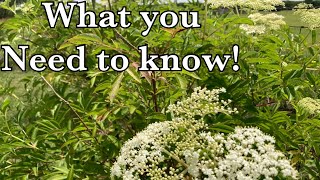 Growing Elderberry What you need to know [upl. by Akeenat]